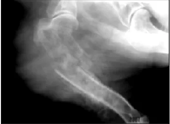Figure 1.  Extensive swelling of right fore-limb.  