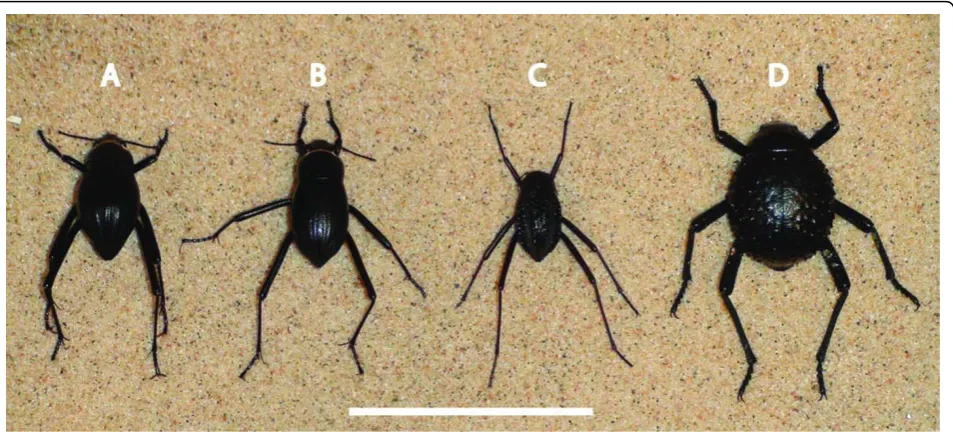 Figure 1 Size difference between the four model beetles. Examples of specimens from each beetle species placed next to each other forsize comparison