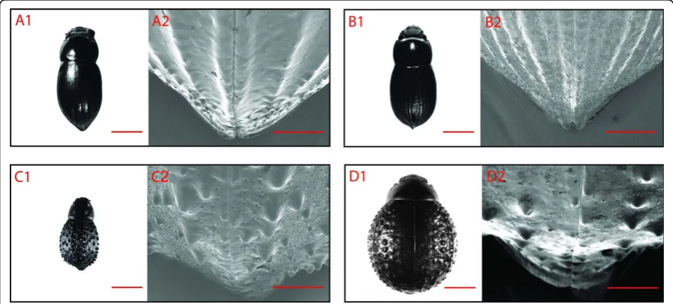 Figure 2 Elytra structures. A) Onymacris unguicularis, B) Onymacris laeviceps, C) Stenocara gracilipes, and D) Physasterna cribripes
