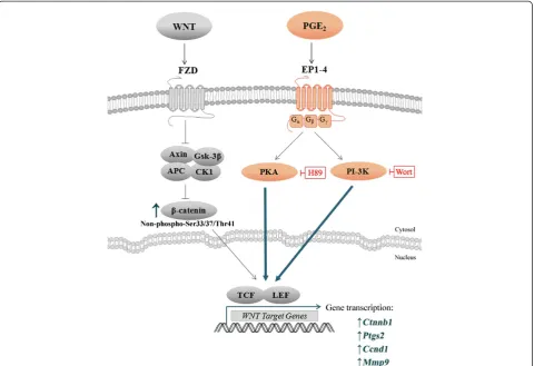 Figure 9 A proposed model for PGE2-Wnt interactions in Wnt-induced NE-4C cells. From the compilation of our results (bolded) and otherstudies, a schematic model is drawn of the mechanism by which PGE2 might interact with the canonical Wnt pathway.