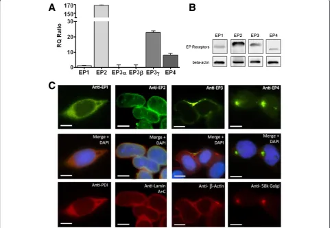 Figure 1 Expression of EP receptors’ mRNA and protein in NE-4C cells. (A) Real-time PCR was used to determine the RQ value for EP1, EP2, EP3α,EP3β, EP3γ and EP4 receptors, which was found to be 2, 16, 1, 2, 46 and 46 respectively