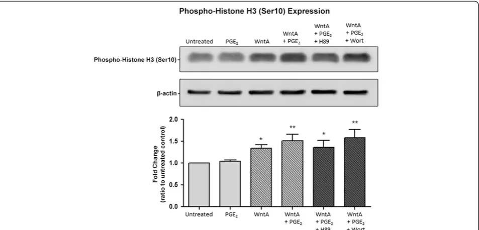 Figure 5 PGEH3 (Ser10) protein (17 kDa). The expression of Phospho-Histone H3 (Ser10) represented in fold change was 1, 1.04, 1.35, 1.52, 1.36, and 1.58,respectively