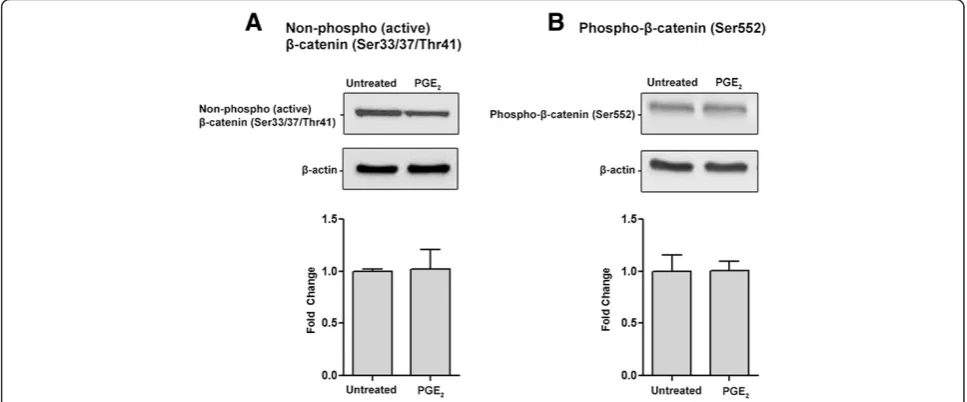 Figure 6 PGE2-dependent effect on β-catenin expression in NE-4C cells. Western blot analysis was used to determine two forms of activeβ-catenin: (A) non-phospho-(active) β-catenin (Ser33/37/Thr41) and (B) phospho-β-catenin (Ser552) (92 kDa)