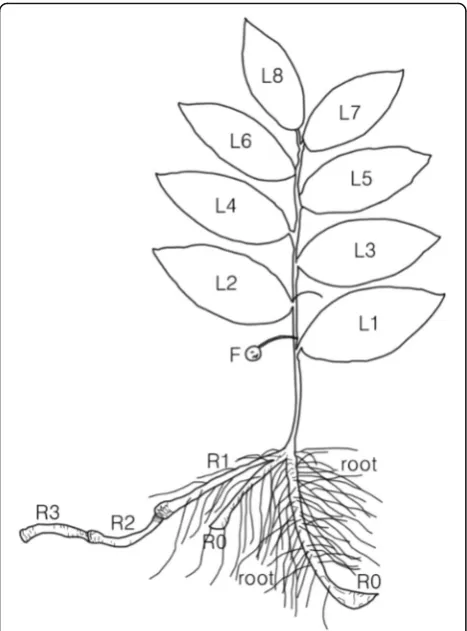 Table 2 Maximum values of each property inhumile Polygonatum’s root system grown per year (a rhizome means sectiongrown for a year)