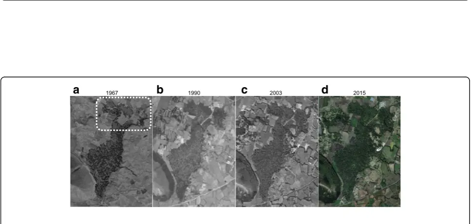 Fig. 7 Spatial patterns of T. nucifera trees in bivariate analyses in quadrat C. Analyses were conducted for all trees pooled over sex and sizegroups, separately for each sex and size groups, and then for combination groups of sex and size (e.g., small mal