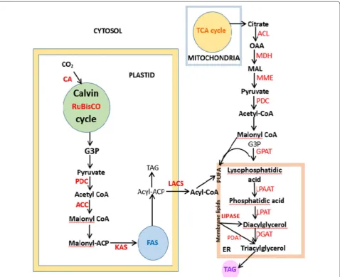 Fig. 2 Scheme representing the synergy between enzymes that lead to the formation of lipid (CA carbonic anhydrase; RuBisCO Ru1,5BP carboxylase/oxygenase; PDC pyruvate dehydrogenase complex; ACC  acetyl-CoA carboxylase; KAS 3-ketoacyl-ACP synthase; ACL ATP-citrate lyase; MDH malate dehydrogenase; MME NADP-malic enzyme; PDC pyruvate dehydrogenase complex; GPAT glycerol-3-phosphate acyltransferase; LPAAT  lyso-phosphatidic acid acyltransferase; LPAT lyso-phosphatidylcholine acyltransferase; DGAT  diacylglycerol acyltransferase; PDAT phospholipid diacylglycerol acyltransferase