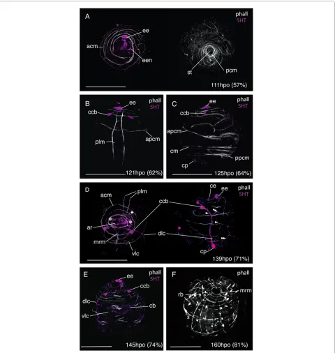 Figure 8 Early development of the nervous and muscle systems in ounts from 55-70% development time (phalloidin - white, 5HT - magenta)