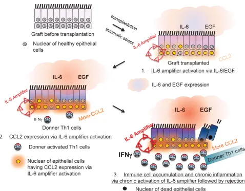 Figure 10. The IL-6 amplifier activation in grafts is a determinant factor for transplant rejection