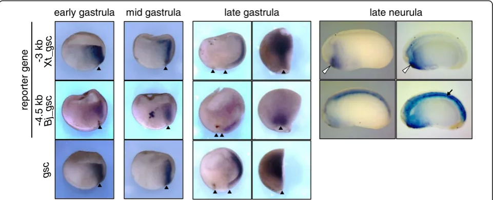 Fig. 6 Transgenic reporter analysis of the gsc 5′ region in Xenopus embryos. Transgenic reporter assays of the − 3 kb region of Xt_gsc and the −4.5 kb region of Bj_gsc in Xenopus embryos