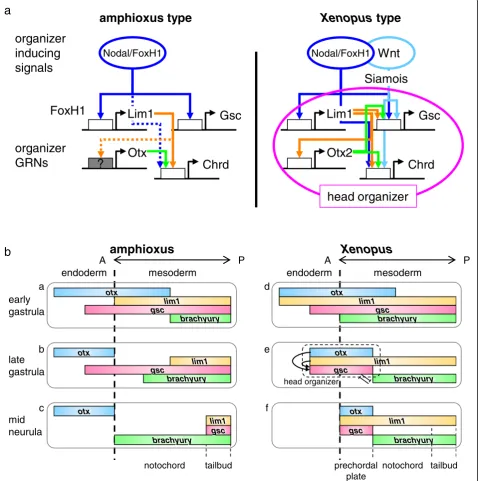 Fig. 7 Comparisons between amphioxus and Xenopus. a Comparisons of organizer formation and organizer gene regulatory networks (GRNs)between amphioxus (left) and Xenopus (right)