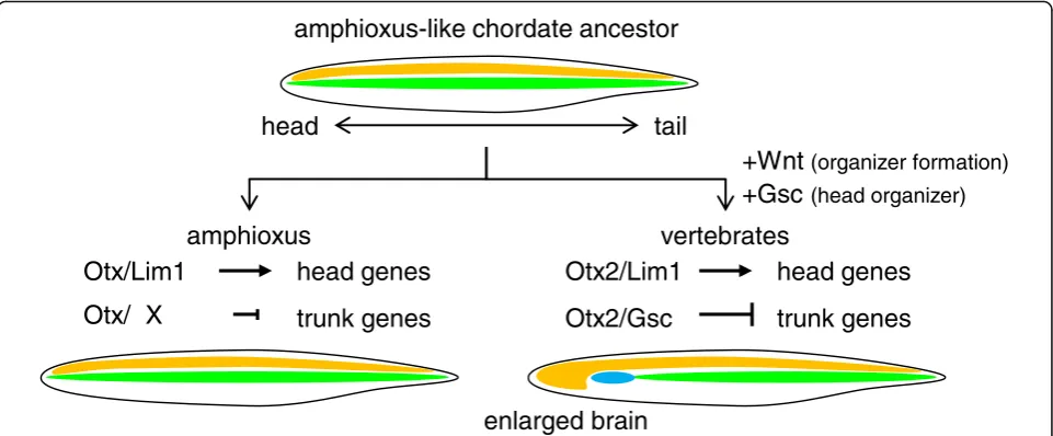 Fig. 8 Evolutionary scenario of the vertebrate head organizer. Assuming the amphioxus-like chordate ancestor, the vertebrate ancestor shouldhave adopted Wnt signaling for organizer formation and coopted gsc as a target of Lim1 and Otx2 to form the anterior