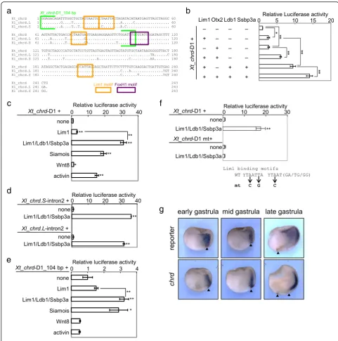 Fig. 2 CRM activities of the second intron ofTransgenic reporter analysis offor transgenic embryos with dorso-ventral hemisections