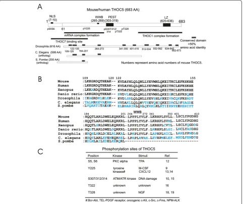 Figure 1 Illustration of domain structure and phosphorylation sites of THOC5. A: Arrangement of potential functional domains in THOC5.NLS: nuclear localization signal; WWB: potential binding site for proteins with WW-domains; PEST: potential PEST domain; L