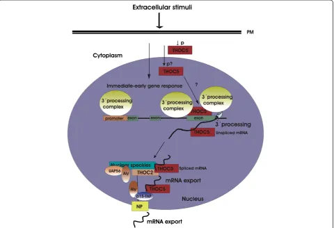 Figure 4 Potential function of THOC5 in immediate-early gene response. Upon stimulation with growth factors/cytokines THOC5 isphosphorylated at multiple positions