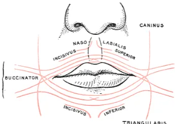 Figure 4: Examples of shapes for a full face tracking (left), and a lip only track (right)