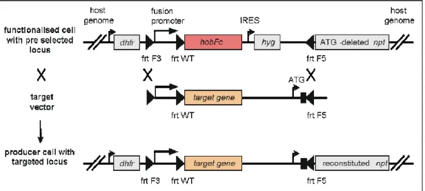 Figure 10: FLP (RMCE)-strategy for generation of CHO-GP-clones 2 - 4 7   