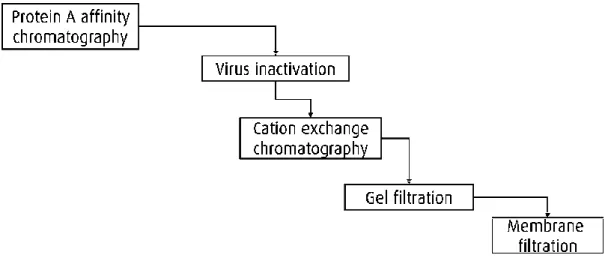 Figure 19: Scheme of the generic downstream process of CHO-Mab 