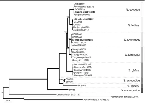 Fig. 4 Consensus Bayesian tree of the genus Synura based on a combined nuclear SSU and LSU rDNA, and plastid rbcL sequences data