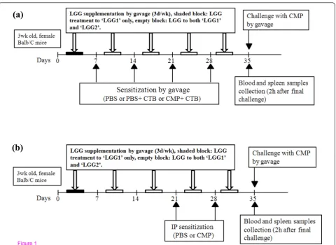 Figure 1 Schematic overview of CMP sensitization and challenge protocol in Balb/C miceμLGG for 4 weeks