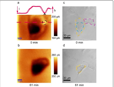 Figure 2 Comparison of the SECM images (a, b) and the optical micrographs (50 ×, c, d) of a T24 cellimage indicates the profile of the detected current in the scanning area