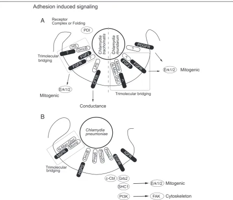 Figure 1 Adhesion induced signaling. Avia OmcB heparin sufate proteoglycan (HSPG) interaction