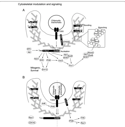 Figure 2 Cytoskeletal modulation and signaling. A, Invading C. trachomatis is believed to secrete a cocktail of preformed effectors into thehost cell and this is supported by the two discovered factors translocated actin recruiting phosphor protein (Tarp) 