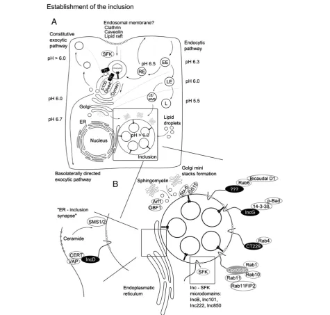 Figure 3 Establishment of the inclusion. A, The origin of the endosomal membrane of Chlamydia is not yet solved