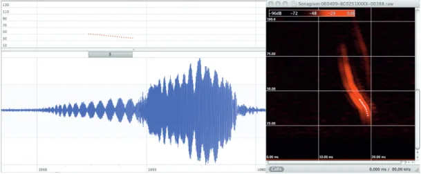 Fig. 14: Call oscillogram and sonogram of a Daubenton’s Bat hunting above water. Oscillating amplitudes  (beating waves) resulting from a pronounced overlapping echo are visible in the oscillogram