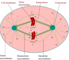 Figure 5. Schematic representation of mitotic spindle of somatic animal cells in meta-bules at the spindle poles and the plus ends of inter-polar microtubules in the spindle phase