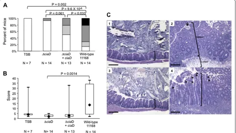Figure 7 CiaD is required for the development of severe disease. (A) Gross pathology of IL-10−/− mice infected with C
