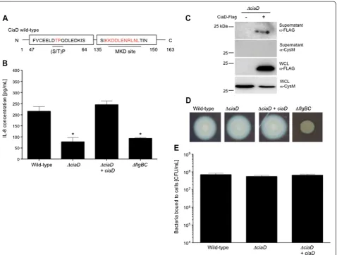 Figure 2 CiaD is required for the maximal secretion of interleukin-8 from host cells. A) Schematic representation of the CiaD Mitogen-activated protein kinase docking (MKD) motif residues 137–147 and the proline-directed phosphorylation site ((S/T)P) motif