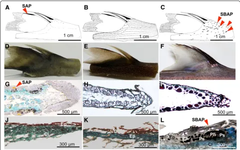Fig. 2 Spine-associated luminous structure analyses. Schematic view of the second dorsal spine; second dorsal spine images; second dorsal fin crosstrichrome stained