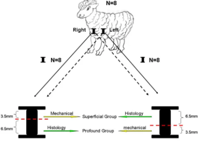 Figure 7: Sectioning for histological analysis. The vertical section method as de- de-scribed in text was used [6, 88]