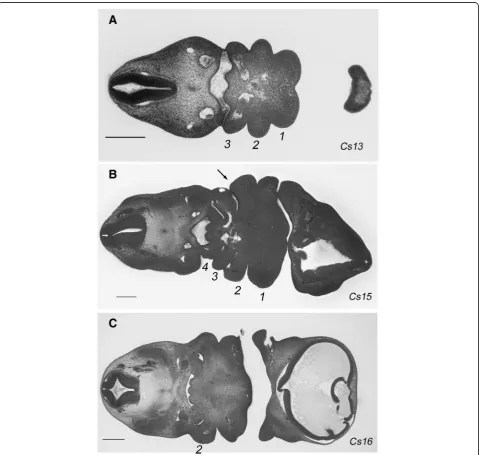 Figure 1bryos. At Carnegie stage 13, the three most anteriorarches have formed (Fig.itional fourth arch has formed (Fig.stages the segmental nature of the pharynx is readily ap-parent