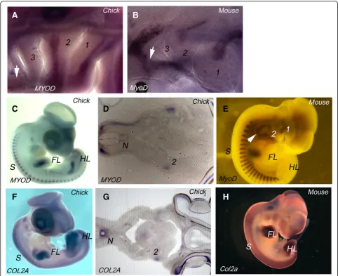 Fig. 3 Myogenesis and chondrogenesis at segmental and post-segmental pharyngeal stages (a) MYOD expression in a HH21 chick embryo.Myogenesis can be seen to be occurring in the first two arches but not the more posterior arches