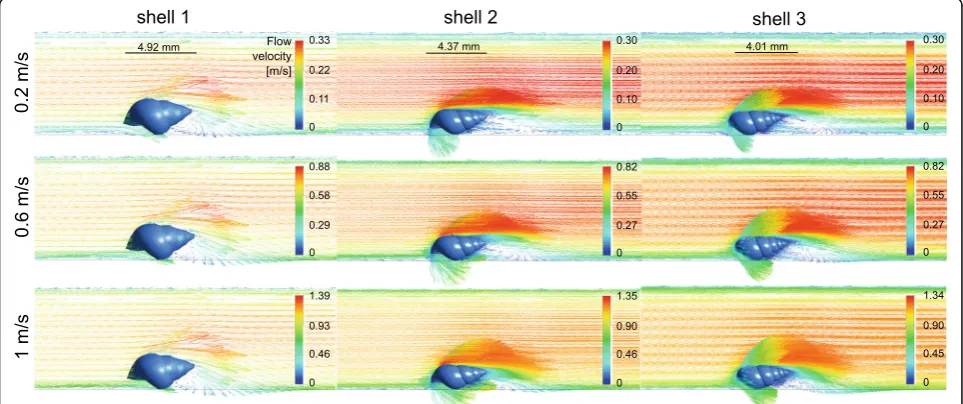 Fig. 4 Drag forces (a), lift forces (b), lift-on-drag ratio(c) and lateral forces (d) exerted on the shell models at 0.2 m/s flow rate at the differentrotation angles in the computational fluid dynamics simulations