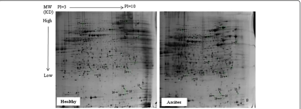 Table 4 Changes of liver biochemical parameters between ascites and healthy broilers (n = 8)