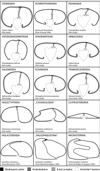 Figure 4Schematic representation of the axial complex in selected echinoid taxaSchematic representation of the axial complex in selected echinoid taxa