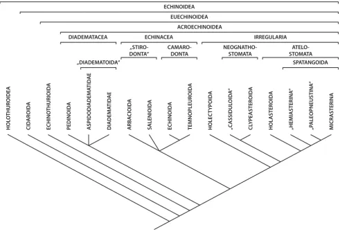 Figure 2Current understanding of sea urchin phylogenyCurrent understanding of sea urchin phylogeny