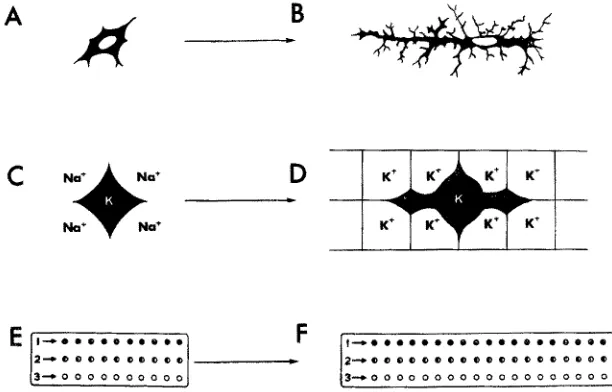 Fig. 3: At A is a mesenchymal precursor cell of the microglia series, It has initially a nucleo- cytoplasmic ratio and surface area similar 1:o the other cells of the organism