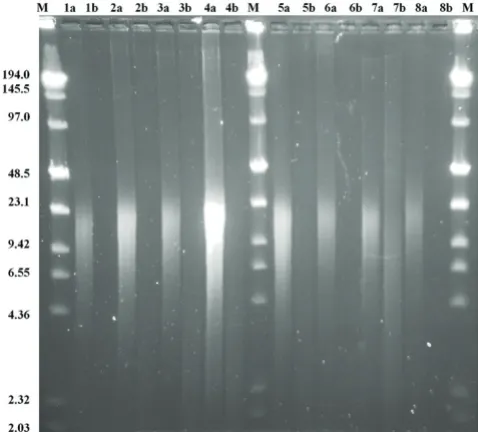 Table 3: Concentration of extracted frog DNA