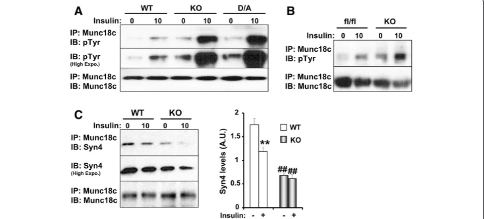 Figure 2 PTP1B regulates Munc18c tyrosine phosphorylation. A) Munc18c was immunoprecipitated from lysates of PTP1B KO adipocytesand KO adipocytes reconstituted with PTP1B WT and D/A at basal and insulin-stimulated conditions then immunoblotted using antibo