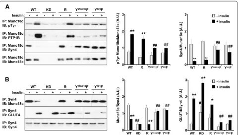 Figure 4 Tyrosine phosphorylation of Munc18c regulates its binding to syntaxin4 and PTP1B