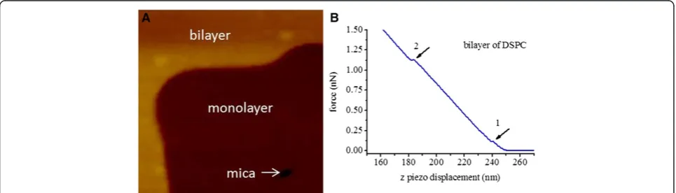 Figure 4 AFM results of bilayer DSPC LB film. (A) Topography of bilayer DSPC LB film with the area of 400 nm ? 400 nm.(B) An example ofindentation force curve of DSPC bilayer LB film in deionized water.