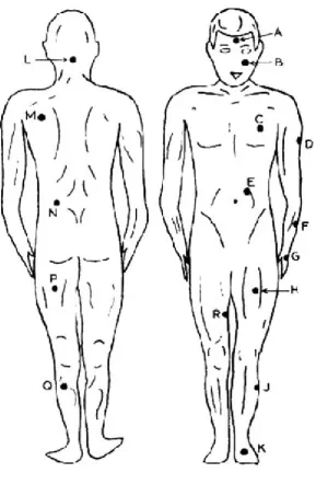 Figure 1.  Winslow sites of skin temperature measurement.