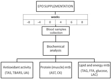Figure 1. Evening primrose (EPO) supplementation sched-ule and parameters analyzed in horse blood samples