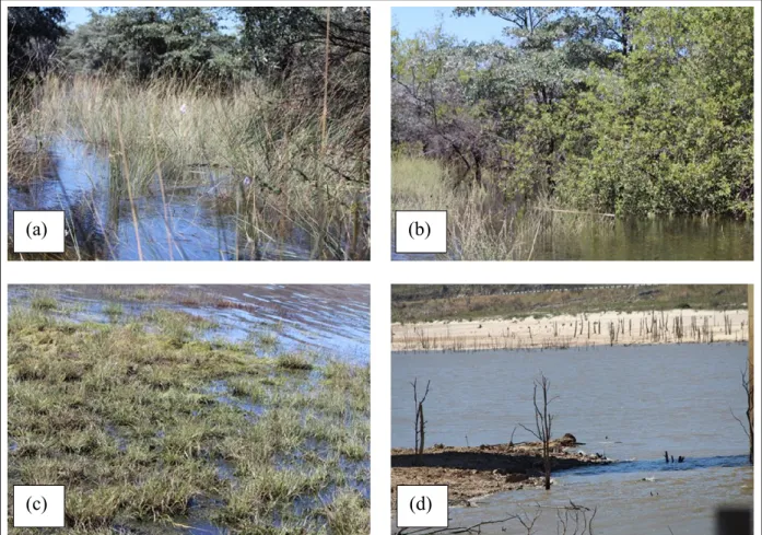 Figure 1.1 Examples of complex LSW environments, namely (a &amp; b) vegetated floodplains in Caprivi and (c &amp; d)  turbid and optically shallow water in the Western Cape 