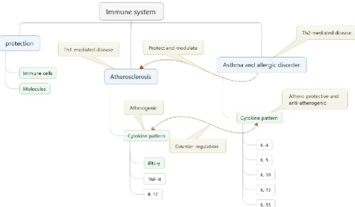 Figure 2. Schematic diagram of related immune mechanisms suggesting atheroprotective potential of asthma and allergic disorders in atherosclerosis.S