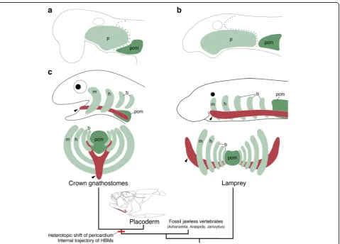 Fig. 8 Evolution of the head–trunk interface and HBMs. Schematic representations of the vertebrate head–trunk interface (a, b)
