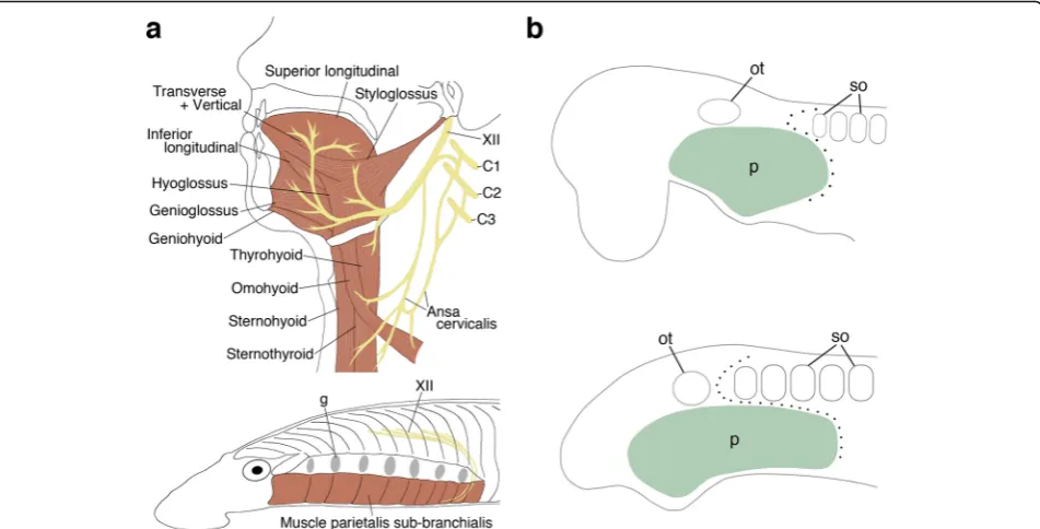 Fig. 1 Vertebrate HBMs and the head–trunk interface. Human HBMs are composed of multiple voluntary muscles innervated by the hypoglossalnerve (XII) and cervical spinal nerves (C1–3) (a, top)